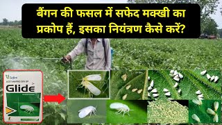 बैंगन में सफेद मक्खी का नियंत्रण तुरंत  baingan ki kheti  Brinjal disease  Shorts KrishiNetwork [upl. by Aitsirk498]