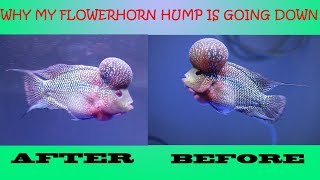 Why My Flowerhorn HUMPHEAD Is Going Down or Squeezed [upl. by Anastice73]