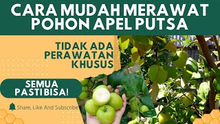 Cara Mudah Merawat Pohon Apel Putsa [upl. by Yrolam926]