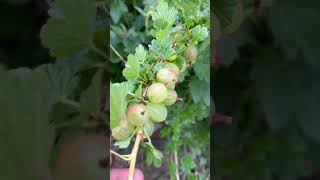 Gooseberries ripening up under bird protection netting pickyourown gooseberries berries [upl. by Ecinue]