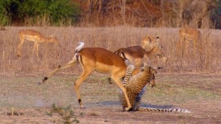 Impala Miraculously Escapes Jaws Of Leopard  The Hunt  BBC Earth [upl. by Perron414]