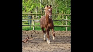 sold Quadriga  Stallion 2020 by De Niro Gold for highest dressage on his paddock [upl. by Ettelloc515]