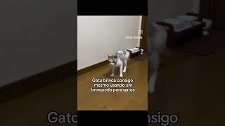 Os animais mais engraçados 😂 Novos cães e gatos engraçados 😹🐶 Parte 2 [upl. by Macri]