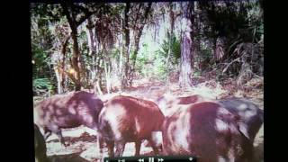 Green Swamp WMA Central Florida public land hog hunting [upl. by Lednem]