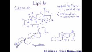 98 Lipids Nonsaponifiable Lipids Part 2  Steroids [upl. by Wesle]