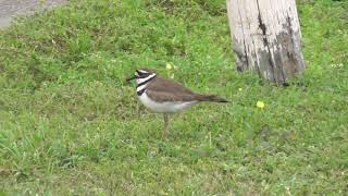 Killdeer Calling [upl. by Diannne]