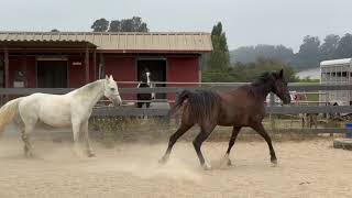 Comparing 2 Tennessee Walking Horses  Gaited Horse Training [upl. by Ecnerat]