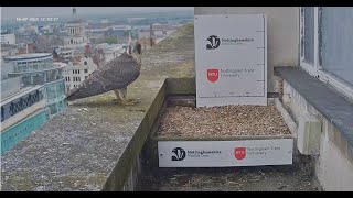 Nottingham peregrines Back home 16072024 [upl. by Bois201]