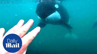 Incredible moment killer whales brush past swimmer in New Zealand [upl. by Odnomor576]