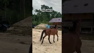 OPA remix viral subscribe kudapacuindonesia viralvideo horse kudapacu india shorts cute [upl. by Botzow566]