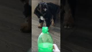 Can u understand puppys language puppy cute bernedoodlelife [upl. by Didi]