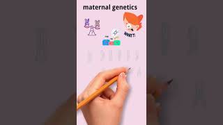 Maternal Genetics [upl. by Atil]