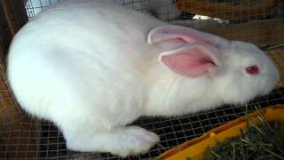 Raising New Zealand White Meat Rabbits From Start to Finish 9 amp10 Weeks Old [upl. by Sikko21]