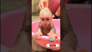 Pet Monkey  Cute Monkey Takes A Bath  Little Monkey Baby Love 🥰🥰 babybuns pedipalps shorts [upl. by Jp]