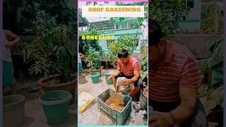 MANURING PREPARATION FOR VEGETABLE PLANTS gardening bonedust neemdust cowdung shortsvideo [upl. by Wilser722]