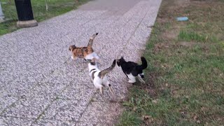 Dozens of Male Cats go after the Heat Female Cat [upl. by Sophia715]