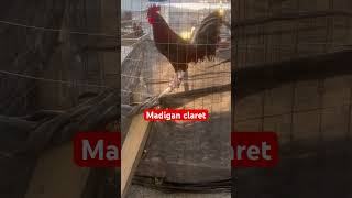 Madigan Claret Rooster [upl. by Karia846]