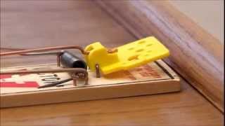 Victor Easy Set Mouse Trap [upl. by Maribel]