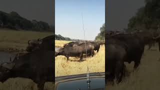 Buffalo protect his baby wildanimallife animals wildlife [upl. by Bibah]