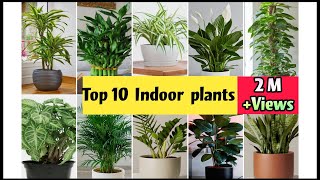 Best Indoor Plants India  Best Indoor Plants for Clean Air  Top 10 Indoor plants in India [upl. by Laehcar637]