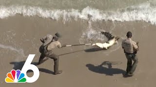 HUGE alligator captured while swimming in Florida beach released in Everglades [upl. by Emyle]