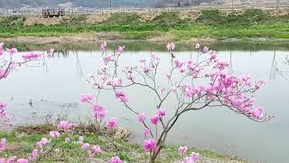 진달래꽃 봄 Azalea flower spring [upl. by Adalbert]