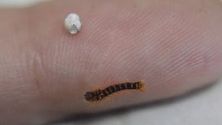 שבתאי השקד בקיעה  Giant Peacock Moth Saturnia pyri hatching [upl. by Ahtamat]