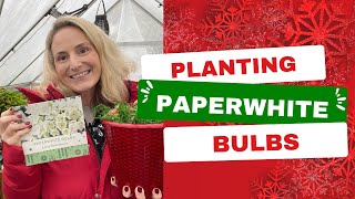 Planting Paperwhite bulbs ❄️ how to grow Paperwhites [upl. by Mavra]