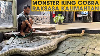 INI KONDISI WIDI KING COBRA RAKSASA DARI KALIMANTAN SEKARANG‼️GARAGA KALAH GEDE [upl. by Eidassac]