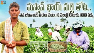 Jasmine Cultivation  మల్లెపూల సాగులో అధిక లాభాలు  Successful Jasmine Farming  Shiva Agri Clinic [upl. by Acinom128]