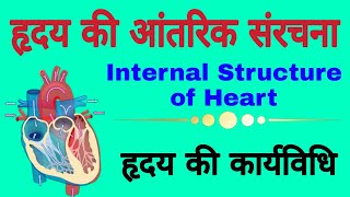 मानव हृदय की आंतरिक संरचना  Internal structure of Heart in hindi  Working or Physiology of Heart [upl. by Adim]