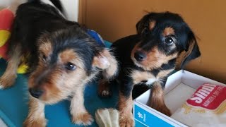 Yorkie Russell Yorkshire Terrier Jack Russel Terrier Purebreed Mix Designer Breed Puppies For Sale [upl. by Mountford]