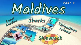 Maldives trip  Maafushi Island  Thinadhoo Island  Sharks  Shipwreck Coral Garden [upl. by Woodman]