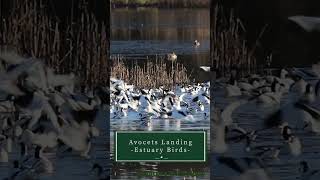 Avocets on the estuary nature wildlifephotoghraphy birds [upl. by Uzzia]