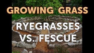 Ryegrasses Vs Fescue [upl. by Rekrap105]