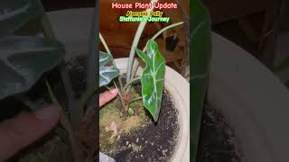 Alocasia Polly Plant Update  House Plants  Steffanie’s Journey [upl. by Mattland]