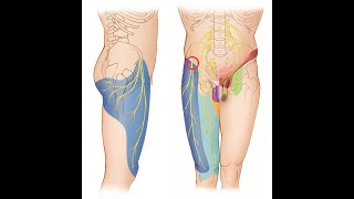 Meralgia Paresthetica Explained Treatment for Nerve Compression Syndrome [upl. by Suzy968]