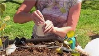 Vegetable Gardening  How to Keep Caterpillars Away from Vegetable Gardens [upl. by Nogras473]