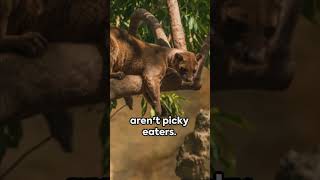 Fascinating Fossa Facts Madagascars Enigmatic Predator wildlife [upl. by Karmen]