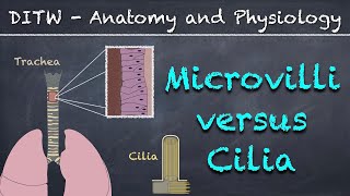 DITW  Microvilli versus Cilia [upl. by Nnyrb]