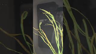 Kelp Pipefish Predators and Threats  Telonicher Marine Lab pipefish seahorses deepseacreatures [upl. by Htebharas]