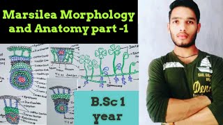 Morphology and Anatomy of Marsilea [upl. by Beller5]