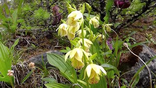 Wild orchids of western China Sichuan Province [upl. by Notgnilliw964]