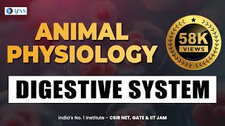 Digestive System of Animal Physiology Complete Details  L1 [upl. by Anoik]