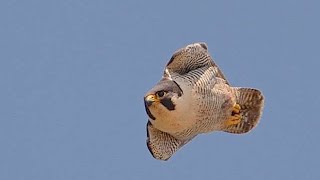 Peregrino picadoPeregrine falcon stoop [upl. by Amek818]