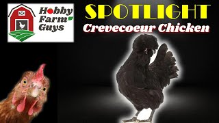 HFG Farm Animal Spotlight Crevecoeur Chicken [upl. by Anyl]