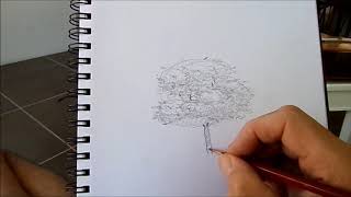 COMPRENDRE LA STRUCTURE DUN ARBRE dessin synthétique [upl. by Ahsercal956]