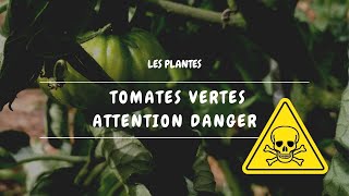 ☠️ Tomates vertes ATTENTION DANGER [upl. by Berns575]