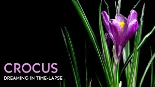 Crocus  Timelapse with Music [upl. by Suvart]