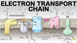 Electron Transport Chain Oxidative Phosphorylation [upl. by Eslud221]